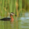 Potapka rudokrka - Podiceps grisegena - Red-necked Grebe 5698